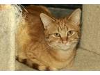 Adopt Paul a Orange or Red Domestic Mediumhair / Domestic Shorthair / Mixed cat