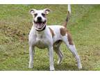 Adopt Sonny a White Boxer / Mixed Breed (Medium) / Mixed (short coat) dog in