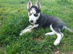 Adopt Phoenix (Fi Fi) a Black - with White Siberian Husky / Mixed dog in