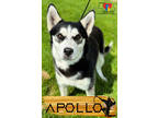 Adopt Apollo a Black Husky / Mixed dog in Grand Island, NE (38397280)