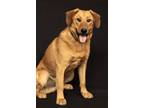 Adopt TJ a Tan/Yellow/Fawn Labrador Retriever / Mixed dog in Cashiers