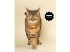 Adopt SOPHIE a Brown Tabby Domestic Shorthair (short coat) cat in Wyandotte