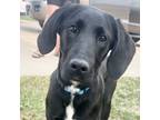 Adopt Lewie a Black - with White Retriever (Unknown Type) / Mixed dog in Prior
