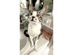 Adopt Gatsby a Gray, Blue or Silver Tabby Domestic Shorthair (short coat) cat in
