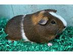 Adopt Remmy a Brown or Chocolate Guinea Pig / Guinea Pig / Mixed small animal in
