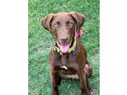Adopt Willow a Brown/Chocolate Labrador Retriever / Mixed dog in Jay