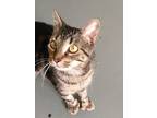 Adopt Ingrid a Brown or Chocolate Domestic Shorthair / Domestic Shorthair /