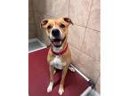 Adopt Honey a Tan/Yellow/Fawn Mixed Breed (Large) / Mixed dog in Dunkirk