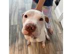 Adopt Luna a White - with Tan, Yellow or Fawn Pit Bull Terrier / Mixed dog in