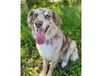 Adopt Bella a Merle Australian Shepherd / Mixed dog in Minneapolis