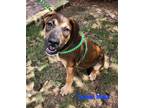 Adopt Tucker a Black - with White Black Mouth Cur / Mixed dog in Phenix City