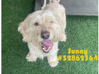 Adopt Sunny a Tan/Yellow/Fawn Terrier (Unknown Type, Small) / Mixed dog in
