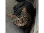 Adopt Morris a All Black Domestic Shorthair / Mixed cat in Sherman