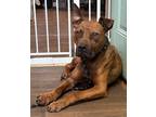 Adopt Astro a Brown/Chocolate Pit Bull Terrier dog in Opelousas, LA (38429811)