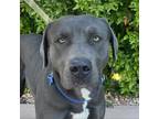 Adopt Hope a Gray/Silver/Salt & Pepper - with Black American Pit Bull Terrier /