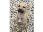 Adopt Keeley a Tan/Yellow/Fawn - with White Hound (Unknown Type) / Boxer dog in