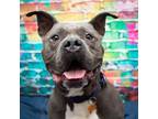 Adopt Zeus Prime Pope Obx a Gray/Silver/Salt & Pepper - with Black Pit Bull