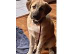 Adopt Kobe???? a Tan/Yellow/Fawn - with Black Great Pyrenees / Labrador