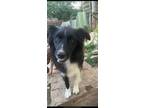 Adopt Jett a Black - with White Australian Shepherd / Mixed dog in Woodbridge