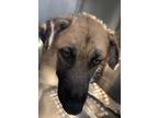 Adopt Neeko a Tan/Yellow/Fawn German Shepherd Dog / Mixed dog in Fort Worth