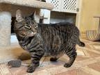 Adopt Ruby (2022) a Brown or Chocolate American Shorthair (short coat) cat in