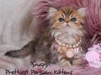 Snaps Golden Doll Face Persian Kitten