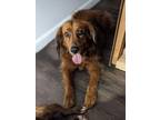 Adopt Murphy a Red/Golden/Orange/Chestnut Spaniel (Unknown Type) dog in