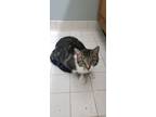 Adopt Autumn a Domestic Shorthair / Mixed cat in Ferndale, MI (38446121)