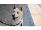 Adopt SUHO (S Korea) hz a Jindo dog in Langley, BC (36010635)