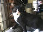 Adopt Laurel a Domestic Shorthair / Mixed cat in Central Islip, NY (35975735)