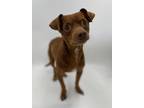 Adopt Greek a Mixed Breed (Medium) / Mixed dog in Thousand Oaks, CA (35971366)