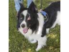 Adopt Bruno a Black - with White Border Collie / Mixed dog in Algonquin