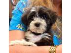 Havanese Puppy for sale in Orlando, FL, USA