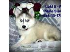 Loki II - husky silver mini!!!