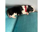 Pembroke Welsh Corgi Puppy for sale in Hermiston, OR, USA