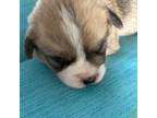 Pembroke Welsh Corgi Puppy for sale in Hermiston, OR, USA