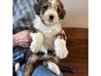 Mutt Puppy for sale in Lebanon, MO, USA