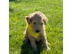 Goldendoodle Puppy for sale in Medford, OR, USA