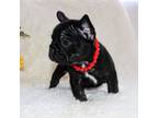 French Bulldog Puppy for sale in Roseville, MI, USA