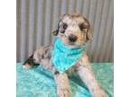 Aussiedoodle Puppy for sale in New York Mills, MN, USA