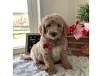 Goldendoodle Puppy for sale in Baltic, OH, USA