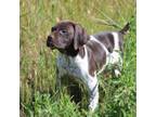 Male gsp