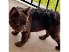 French Bulldog Puppy for sale in Austin, TX, USA