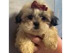 Shih Tzu Puppy for sale in Louisville, GA, USA