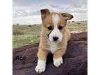 Pembroke Welsh Corgi Puppy for sale in Pueblo, CO, USA
