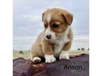 Pembroke Welsh Corgi Puppy for sale in Pueblo, CO, USA