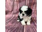 Shih Tzu Puppy for sale in Raeford, NC, USA
