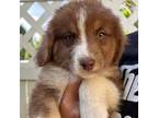 Australian Shepherd Puppy for sale in Los Angeles, CA, USA