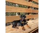 Doberman Pinscher Puppy for sale in Brattleboro, VT, USA