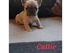French Bulldog Puppy for sale in Colorado Springs, CO, USA